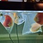 Image result for Albino Discus