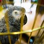 Image result for BirdCage Awl
