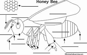 Image result for Bee Anatomy Worksheet