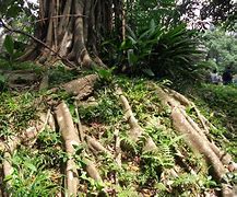Image result for Singapore Jungle