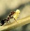 Image result for HD Quality Images of Pop Ant