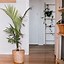 Image result for Indoor Palm Plant Identification