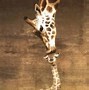 Image result for Famous Giraffe