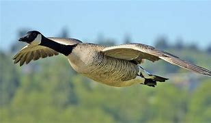 Image result for Grey Canada Goose Chilliwack