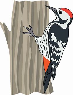 Image result for woodpecker clipart