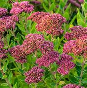Image result for 20 Best Perennial Flowers