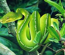 Image result for Beautiful Snakes HD