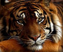 Image result for Bengal Tiger Screensavers