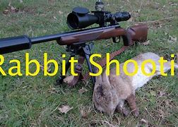 Image result for Rabbit Shooting