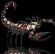 Image result for Infrared Scorpion Wallpaper