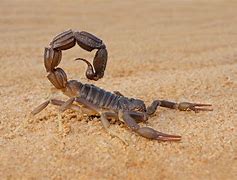 Image result for Scorpions Details