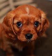 Image result for Puppy Pictures for My Wallpaper On iPad