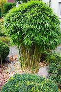 Image result for Bamboo Plants Lowe's