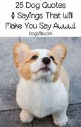 Image result for Funny Dogs with Words