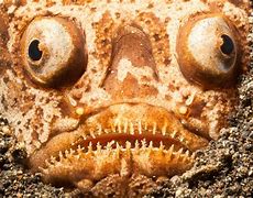 Image result for Odd Creatures