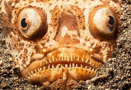 Image result for Weird Animals
