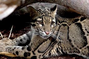 Image result for Wild Clouded Leopards