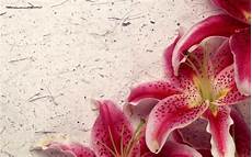 Stargazer Lily Wallpapers Wallpaper Cave