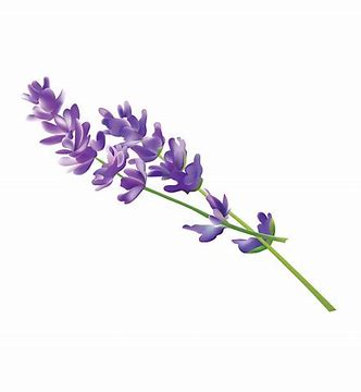 Image result for lavender free clipart