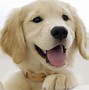 Image result for Free Dog Desktop Wallpaper