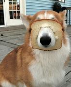 Image result for Silly Dog Pictures