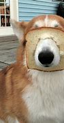 Image result for Funny Pet Animals