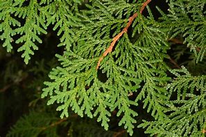 Image result for Nothern White Cedar Tree