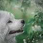 Image result for Dogs Wallpaper Download