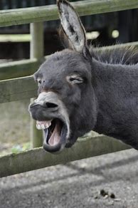 Image result for Donkey Smile Ad