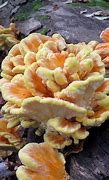 Image result for Edible Wild Mushrooms