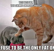 Image result for Funny Cat Jokes Fat