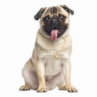 Image result for Cute Pug Computer Wallpaper