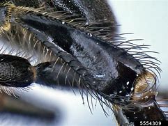 Image result for Black Dwarf Honey Bee