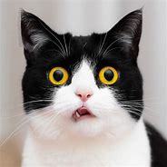 Image result for Silly Cat Faces