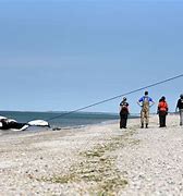 Image result for Dead humpback whale ashore