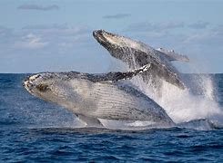 Image result for Humpback Whale Breach