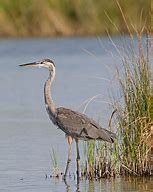 Image result for pictures of great blue heron standing in a river