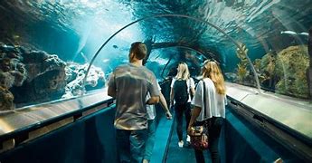 Image result for Aquarium Attractions Near Me