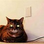 Image result for Ironic Cats