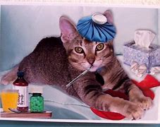 Image result for Funny Sick Kitty