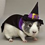 Image result for Guinea Pig Halloween Costume Ideas