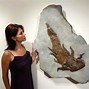 Image result for Largest Scorpion Fossil