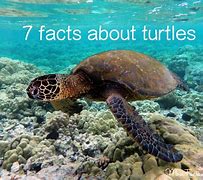 Image result for Interesting Facts About Turtles