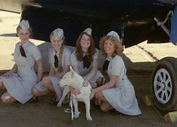 Image result for Black Sheep Squadron Dog