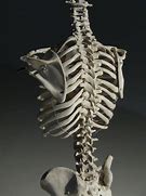 Image result for Rib Cage Back View