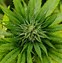 Image result for Marijuana Cannabis Plant