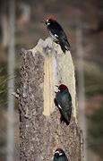 Image result for Silhouette Acorn Woodpecker