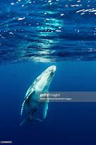Image result for Juvenile Humpback Whale
