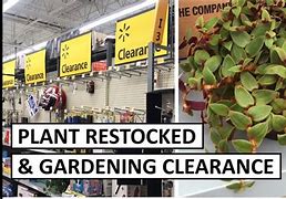 Image result for Walmart Plants Garden Center Clearance