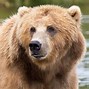 Image result for Fancy Bear Hackers